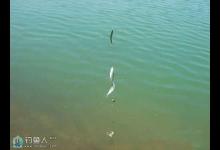 应付小鱼闹窝的八大招法