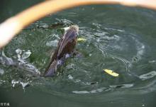 钓鱼老是脱钩跑鱼？4个原因分析