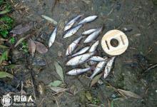 野外钓鱼应对小杂鱼闹窝的七个技巧