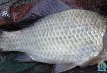 高手分享钓野生大鲫鱼的诀窍和方法