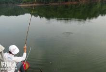 黑大坑实战技法之钓位的选择