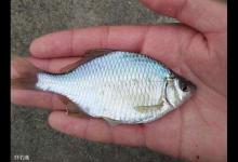 钓鱼怎么避免小鱼闹窝？教你3个方法