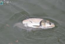 盛夏钓大鲢鳙技巧之钓点选择以及饵料搭配技巧