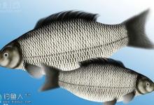 钓鲫鱼咬钩的浮漂标相特征详解