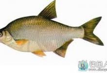 详细了解如何钓好鳊鱼的技巧详解