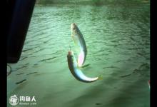 怎样预防杂鱼闹窝的几个有效方法