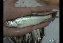 钓鱼高手传授大家钓白条的技巧