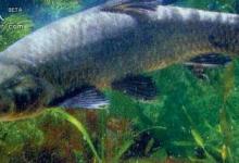 非常实用的钓青鱼技巧总结