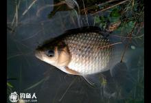 钓鲫鱼的三种常见漂相