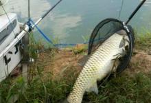 春钓要找这种树，你要准备大鱼护，技巧分享