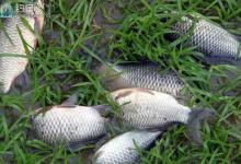 2014夜钓文昌湖所得鲫鱼鱼获创30年之最