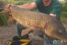 新鲜玉米粒诱钓鲤鱼的一些技巧分析