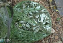 野钓应对小杂鱼闹窝的处理技巧