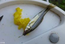 小鱼闹窝怎么办？六个帮轻松解决