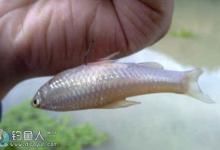 解决小鱼闹窝 制胜关键是引大鱼进窝