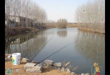 初春筏竿钓鲫鱼技巧逗钓守钓相结合技巧