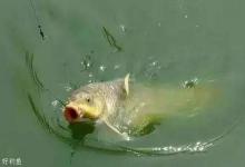 野钓不怕小鱼闹，只要动一动铅坠就能解决