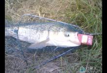 夏季飞钩钓鲢鳙的三要三不要技巧