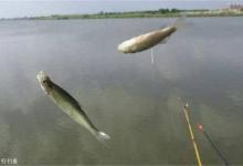 秋季野钓，小鱼闹窝别烦恼，4招助你避开小鱼群中大鱼