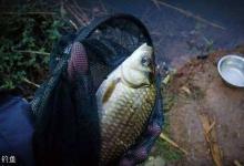 冬钓鲫鱼，选好钓位让你事半功倍