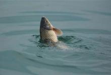 五个技巧教你避免跑鱼，提高中鱼率