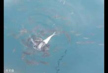 库钓高手分享如何避免杂鱼闹窝技巧