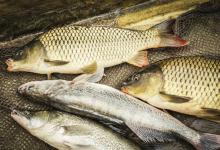 鱼喜欢去的几个地方，选对了下杆就有口