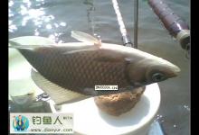 垂钓鲫鱼时鲫鱼脱钩的原因及对策