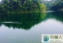 水库用玉米粒连续打重窝钓获20斤大鲤鱼分享