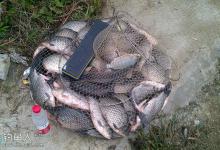 入冬时节如何钓鲫鱼的技巧分析