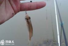 高手解答野钓避开小鱼闹窝四种方法