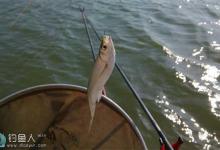 水库克服白条闹窝的10招方法