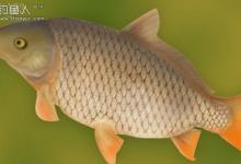 夏季手竿夜钓鲤鱼的技巧分享