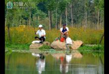 夏季野钓大鲫鱼要把握的三个要点分析