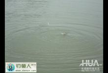 化氏广谱饵钓鲢鳙秘诀分享