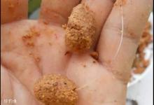 春季晴天用腥饵，多窝点轮流作钓