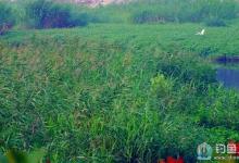 高手分享在芦苇丛中钓鲫鱼的技巧