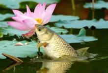 小鱼闹窝就不能钓大鱼，怎么办