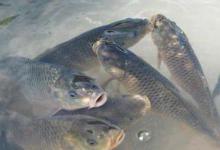 分享夏季钓鲤鱼的一些小技巧