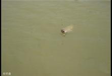 细线遛大鱼不断线的几个小诀窍