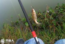 夏天野钓避小杂鱼的用饵打窝方法