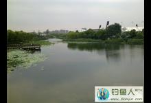 野钓擒获黄金大草鱼分享