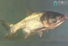 钓鲢鳙咬钩的浮漂标相特征详解