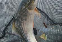 如何灵活用饵和选择钓位钓具的诀窍