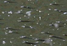 野钓小鱼闹窝别惆怅，这里有些小妙招