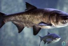 钓鱼高手详解台钓鳙鱼的步骤要领