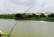 黑坑钓鱼诀窍分享，想多钓鱼的别错过