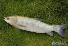 钓草鱼咬钩的浮漂标相特征详解