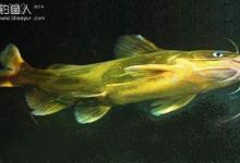 根据黄颡鱼的习性分析钓具和钓法的技巧