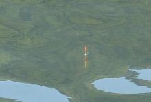 台钓野钓鲫鱼什么时候抬竿才不会脱钩跑鱼？